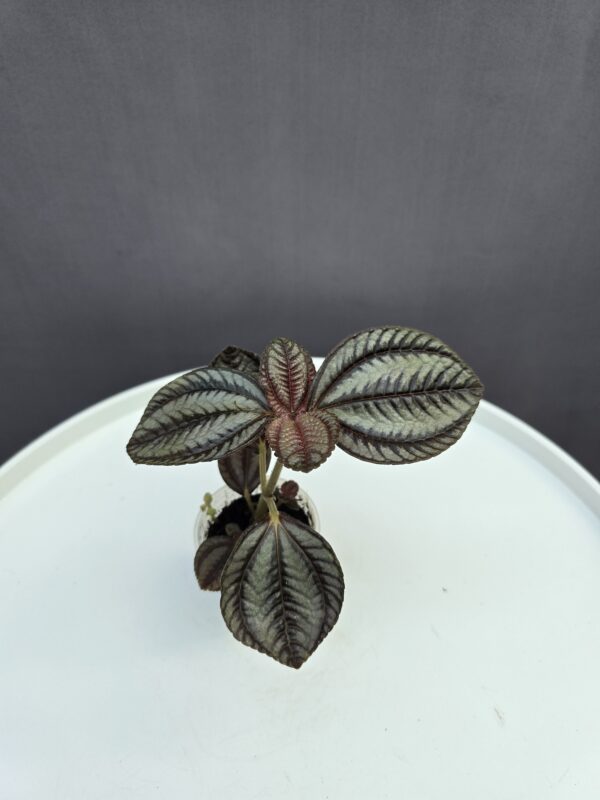 Pilea 'Norfolk' mini
