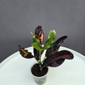 Croton mini