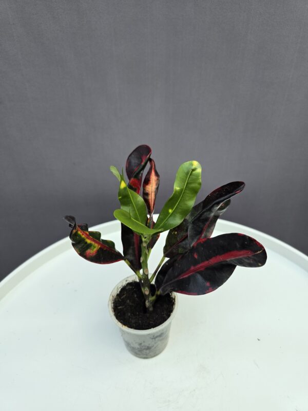 Croton mini