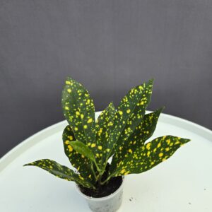 Croton Sunny Star mini