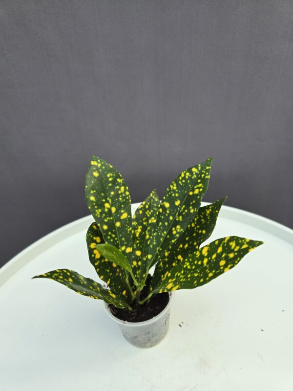Croton Sunny Star mini