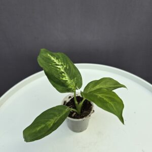 Dieffenbachia mini