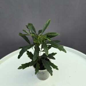 Tenyérarália mini