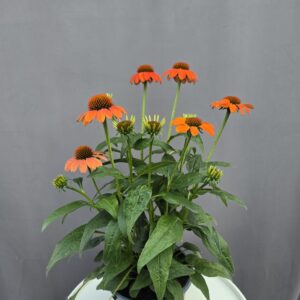 Echinacea - Kasvirág narancs ↑ 40cm ⊘ 17cm