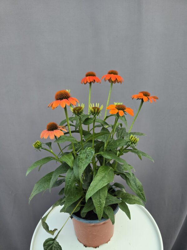 Echinacea - Kasvirág narancs ↑ 40cm ⊘ 17cm