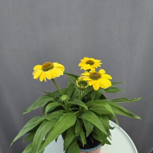 Echinacea - Kasvirág sárga ↑ 40cm ⊘ 17cm