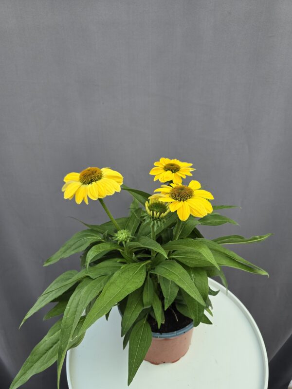 Echinacea - Kasvirág sárga ↑ 40cm ⊘ 17cm