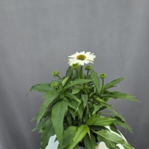 Echinacea - Kasvirág fehér ↑ 40cm ⊘ 17cm