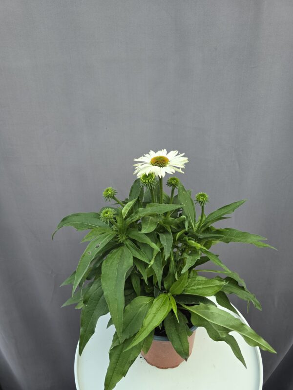 Echinacea - Kasvirág fehér ↑ 40cm ⊘ 17cm
