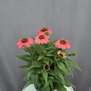 Echinacea - Kasvirág rózsaszín ↑ 40cm ⊘ 17cm