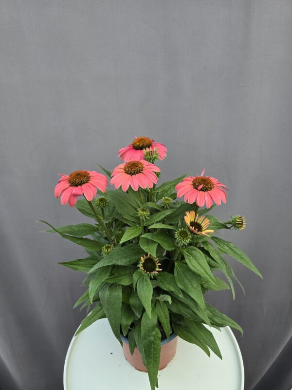 Echinacea - Kasvirág rózsaszín ↑ 40cm ⊘ 17cm