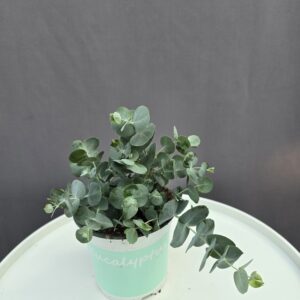 Eucalyptus Gunni ↑ 25cm ⊘ 12cm