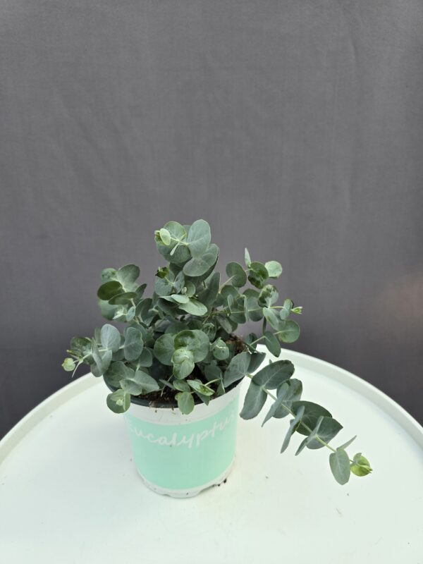 Eucalyptus Gunni ↑ 25cm ⊘ 12cm