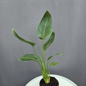 Strelitzia Reginae ↑ 40cm ⊘ 12cm
