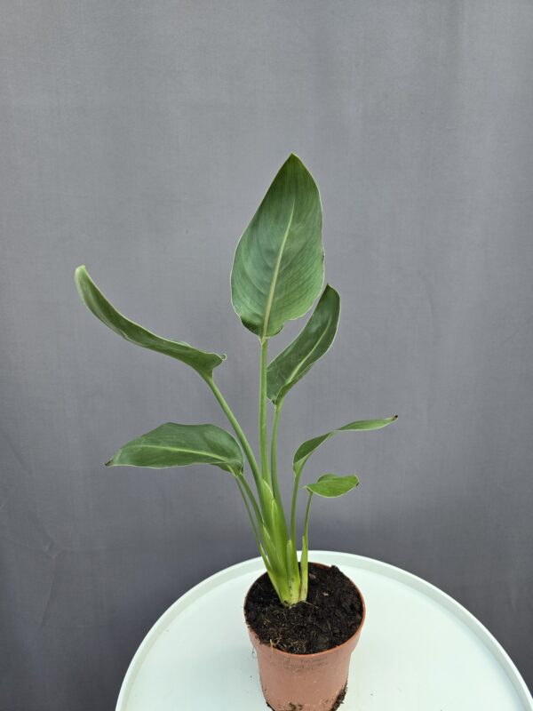Strelitzia Reginae ↑ 40cm ⊘ 12cm