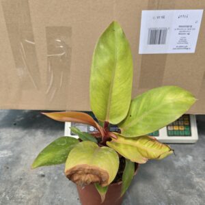 Philodendron Orange