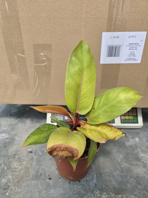 Philodendron Orange