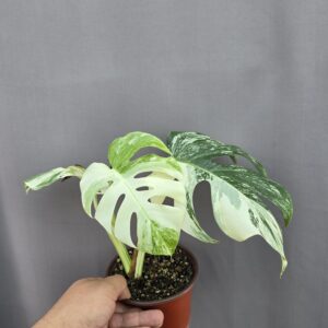 Monstera deliciosa variegata