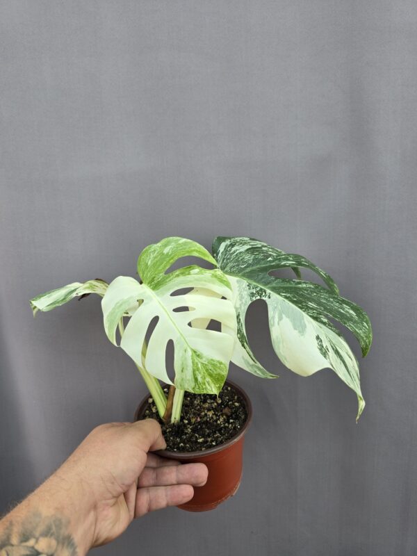 Monstera deliciosa variegata