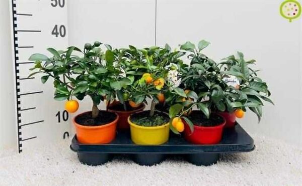 Limequat
