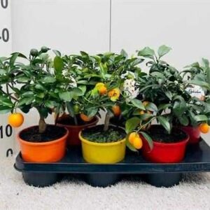 Kumquat