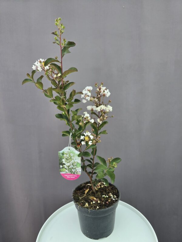 Fehér kínai selyemmirtusz ↑ 40cm ⊘ 17cm