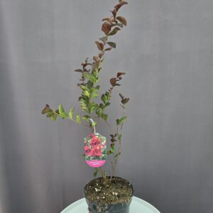 Piros kínai selyemmirtusz ↑ 40cm ⊘ 17cm