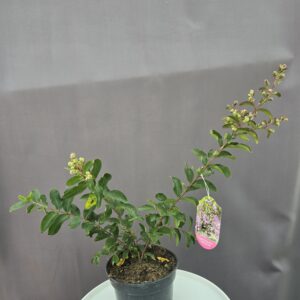 Lila kínai selyemmirtusz ↑ 40cm ⊘ 17cm