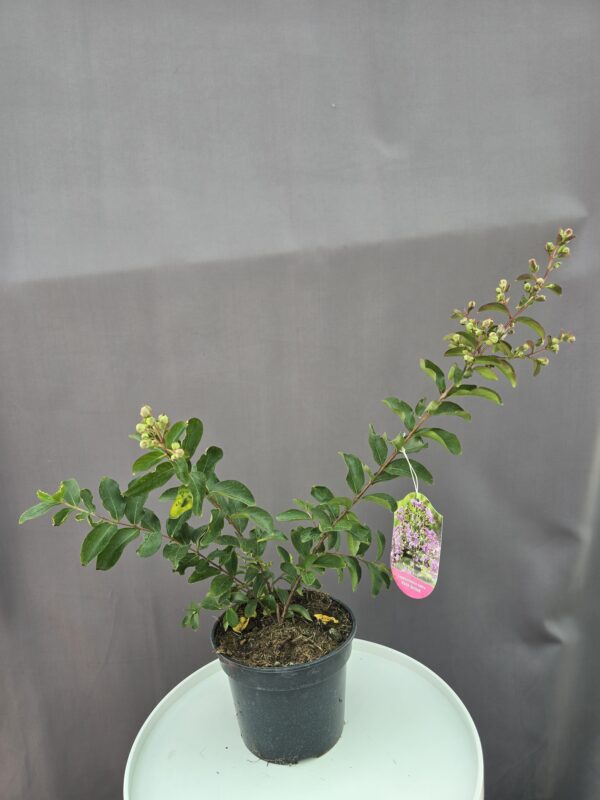 Lila kínai selyemmirtusz ↑ 40cm ⊘ 17cm