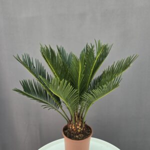 Cycas Revoluta ↑ 40cm ⊘ 12cm