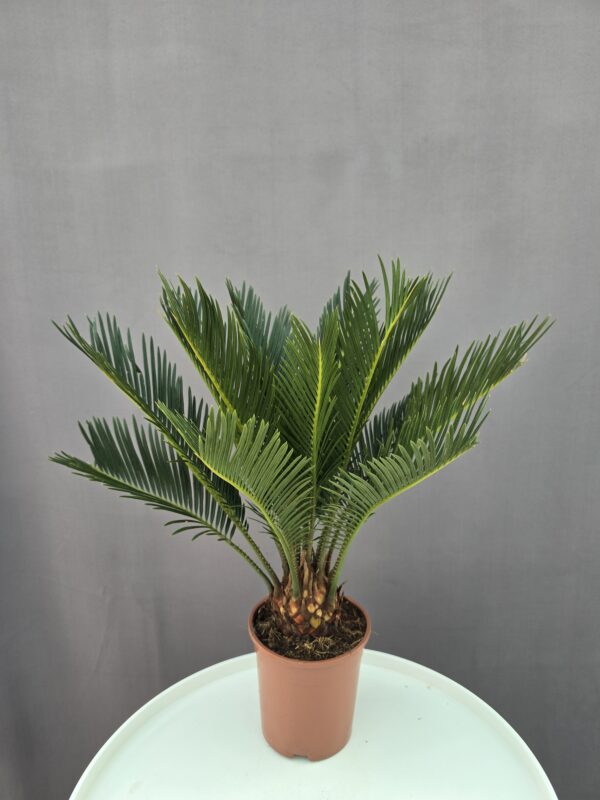 Cycas Revoluta ↑ 40cm ⊘ 12cm