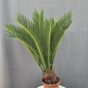 Cycas Revoluta ↑ 70cm ⊘ 17cm