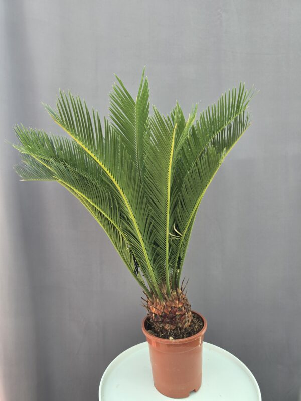 Cycas Revoluta ↑ 70cm ⊘ 17cm