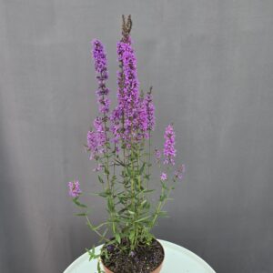 Réti füzény ↑ 30cm ⊘ 15cm