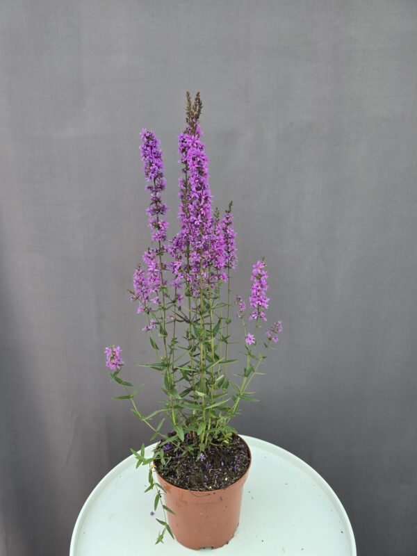 Réti füzény ↑ 30cm ⊘ 15cm
