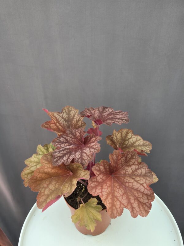 Tűzeső - Georgia peach ↑ 25cm ⊘ 14cm
