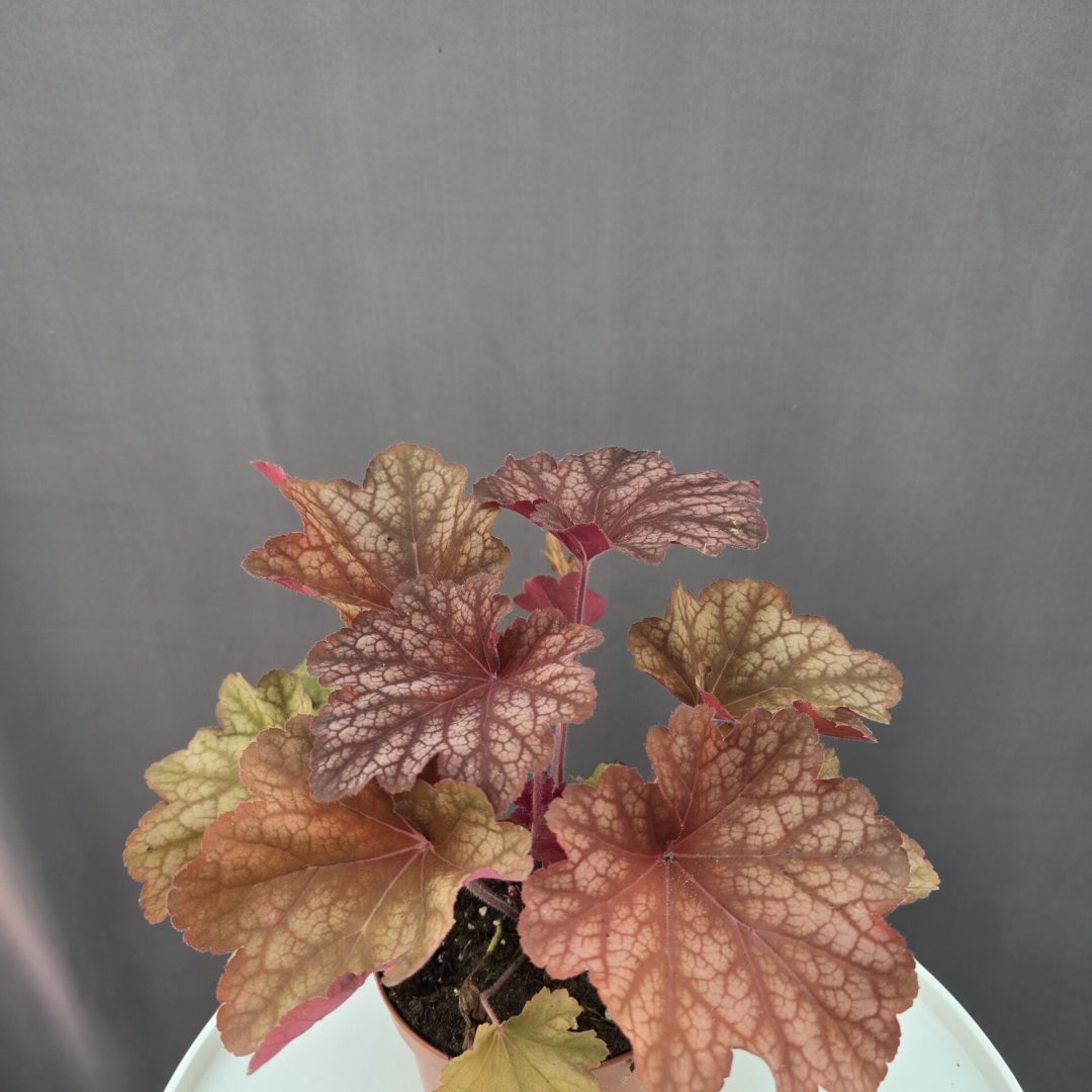 Tűzeső - Georgia peach ↑ 25cm ⊘ 14cm