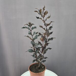 Bordó levelű kínai rózsalonc ↑ 60cm ⊘ 15cm
