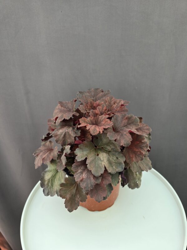 Tűzeső - Choclet Ruffles ↑ 30cm ⊘ 15cm