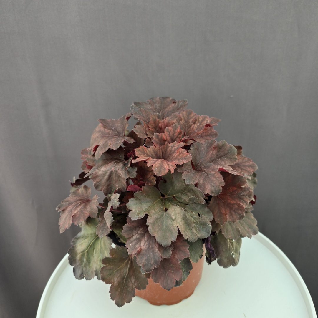 Tűzeső - Choclet Ruffles ↑ 30cm ⊘ 15cm