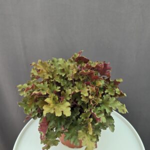 Tűzeső - Zipper ↑ 30cm ⊘ 15cm