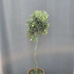 Olea Europaea ↑ 80cm ⊘ 17cm