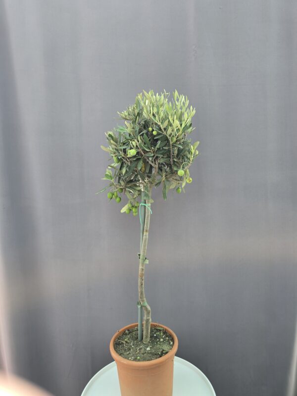 Olea Europaea ↑ 80cm ⊘ 17cm