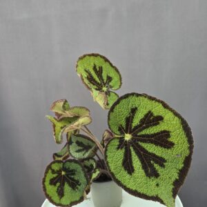 Begonia masoniana 'Mountain' ↑ 25cm ⊘ 12cm