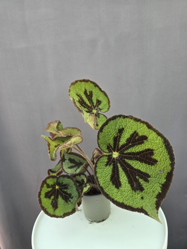 Begonia masoniana 'Mountain' ↑ 25cm ⊘ 12cm