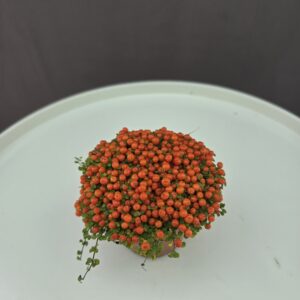 Nertera - Korallbogyó ↑ 10cm ⊘ 8cm