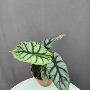 Alocasia Silver Dragon ↑ 30cm ⊘ 12cm