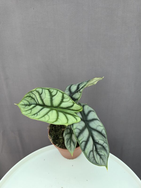 Alocasia Silver Dragon ↑ 30cm ⊘ 12cm