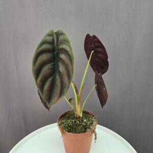 Alocasia Red Secret ↑ 30cm ⊘ 12cm