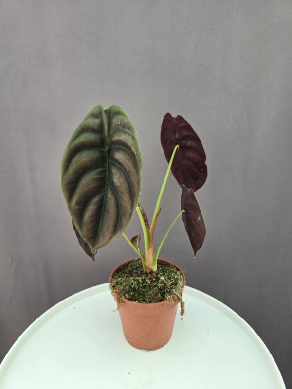 Alocasia Red Secret ↑ 30cm ⊘ 12cm